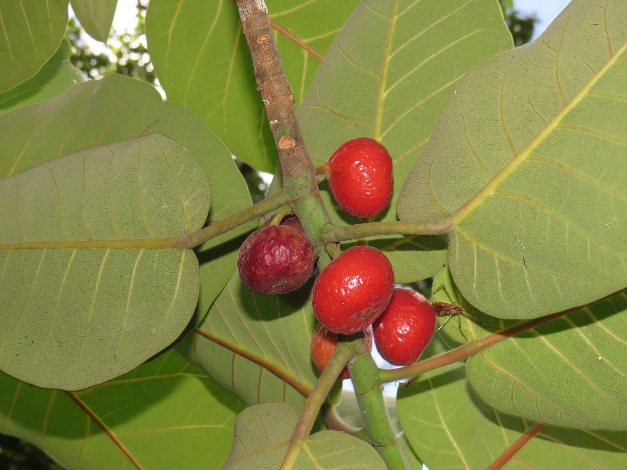 Ficus trichopoda Bak.的圖片