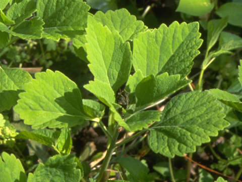 Image of Allegheny-spurge