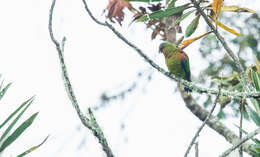 Image of Fuertes's Parrot