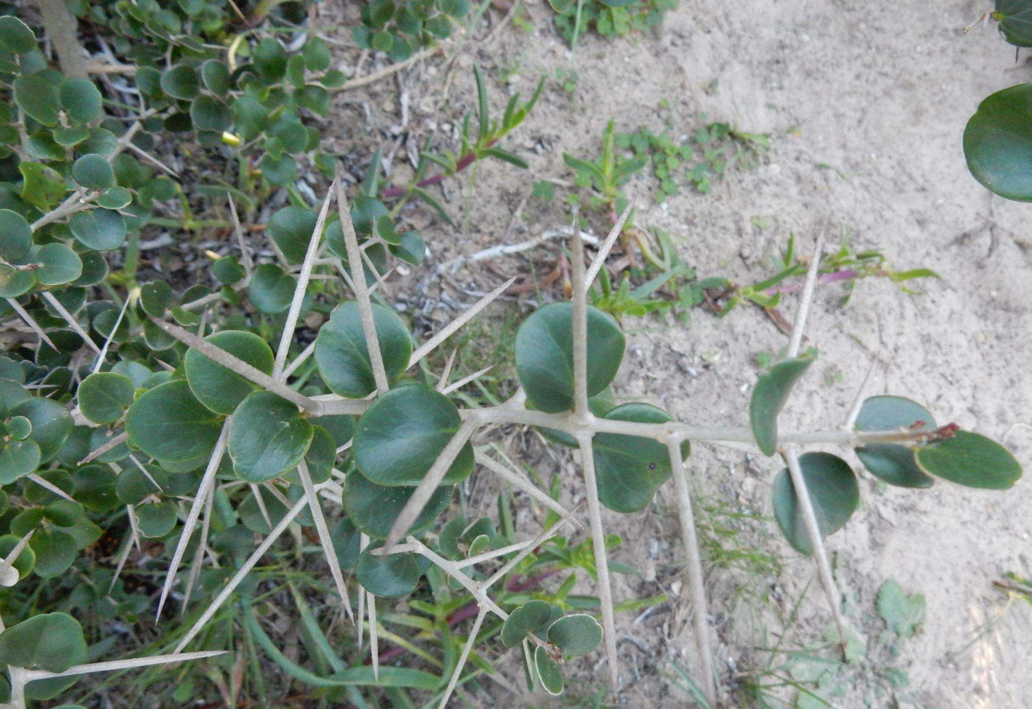 Image of Dovyalis rotundifolia (Thunb.) Harv.