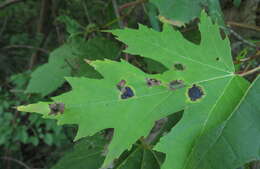 Image of Rhytisma americanum Hudler & Banik 1998