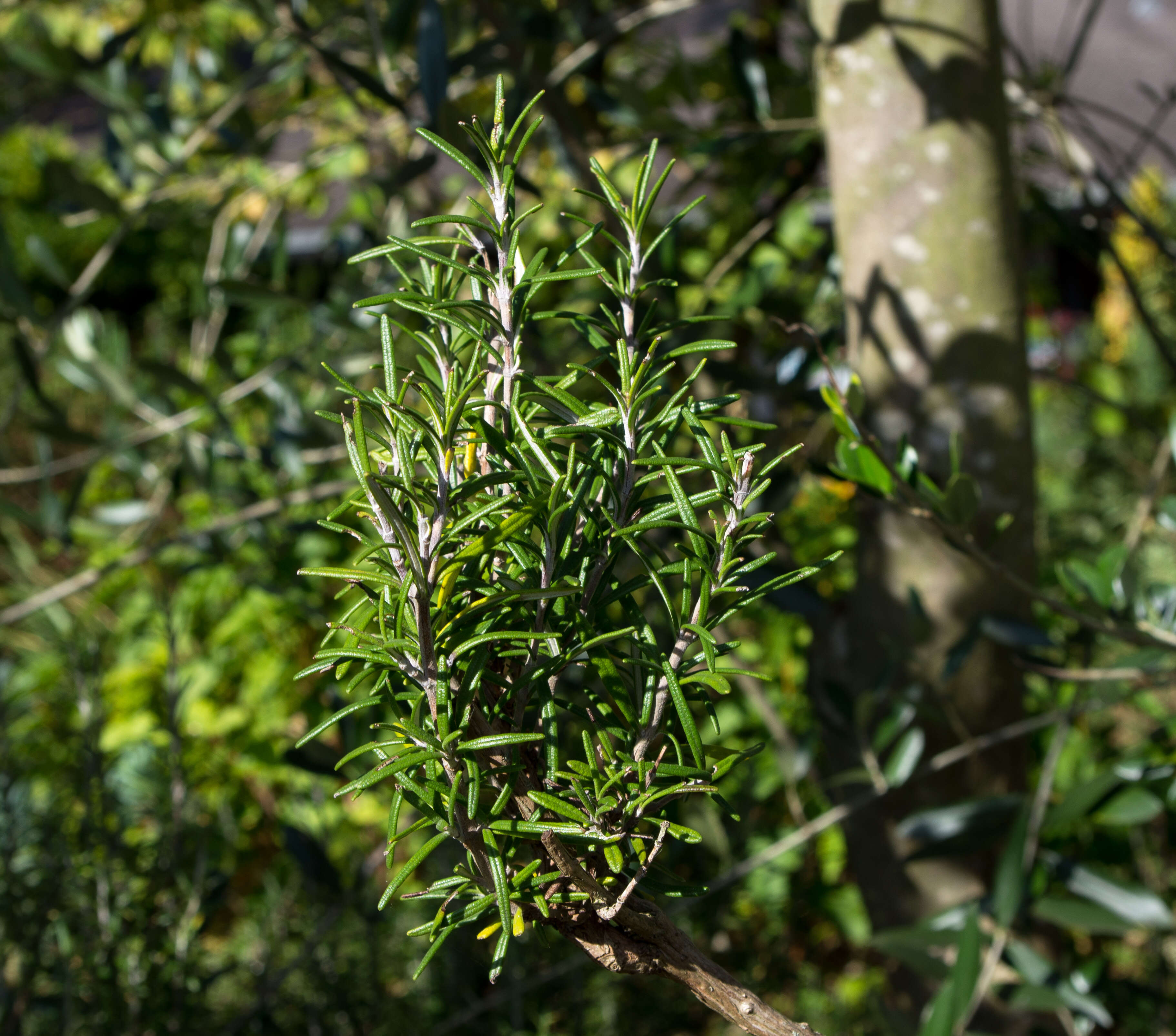 Image of Rosemary