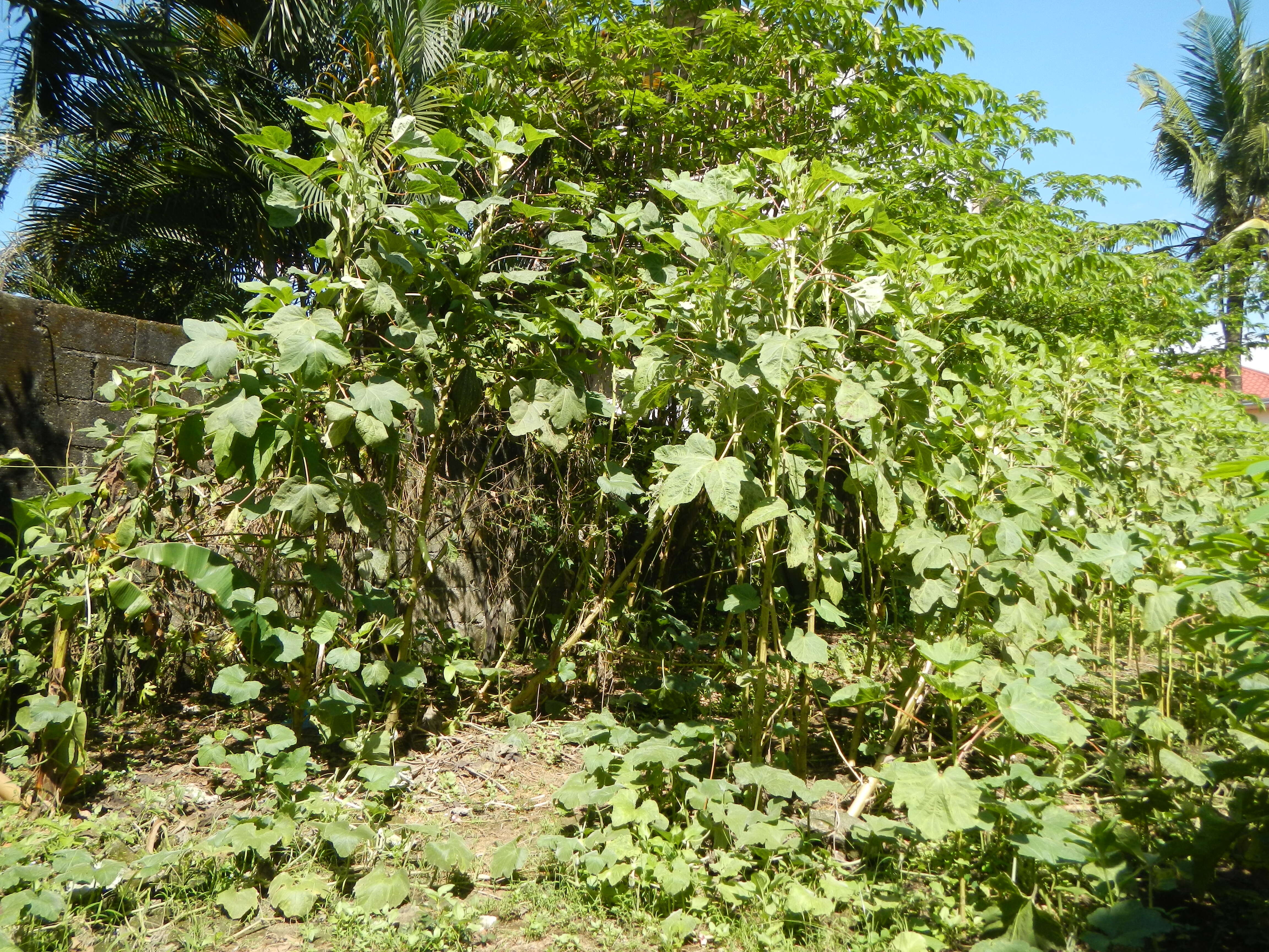 Image of okra