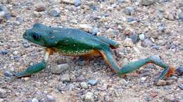 Image of Mexican leaf frog