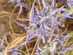 Imagem de Eryngium triquetrum Vahl