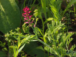 Image of Fumitory