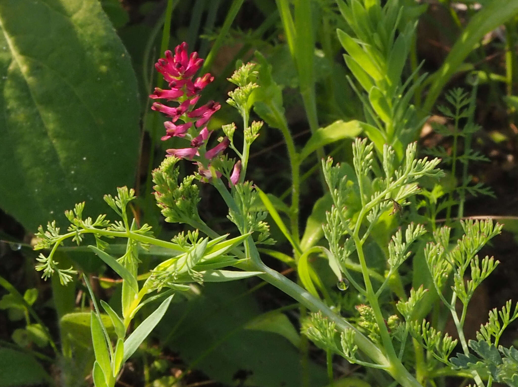 Image of Fumitory