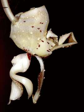 Image of The handled Stanhopea