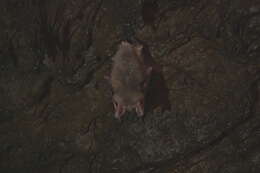 Image of Greater Mouse-eared Bat