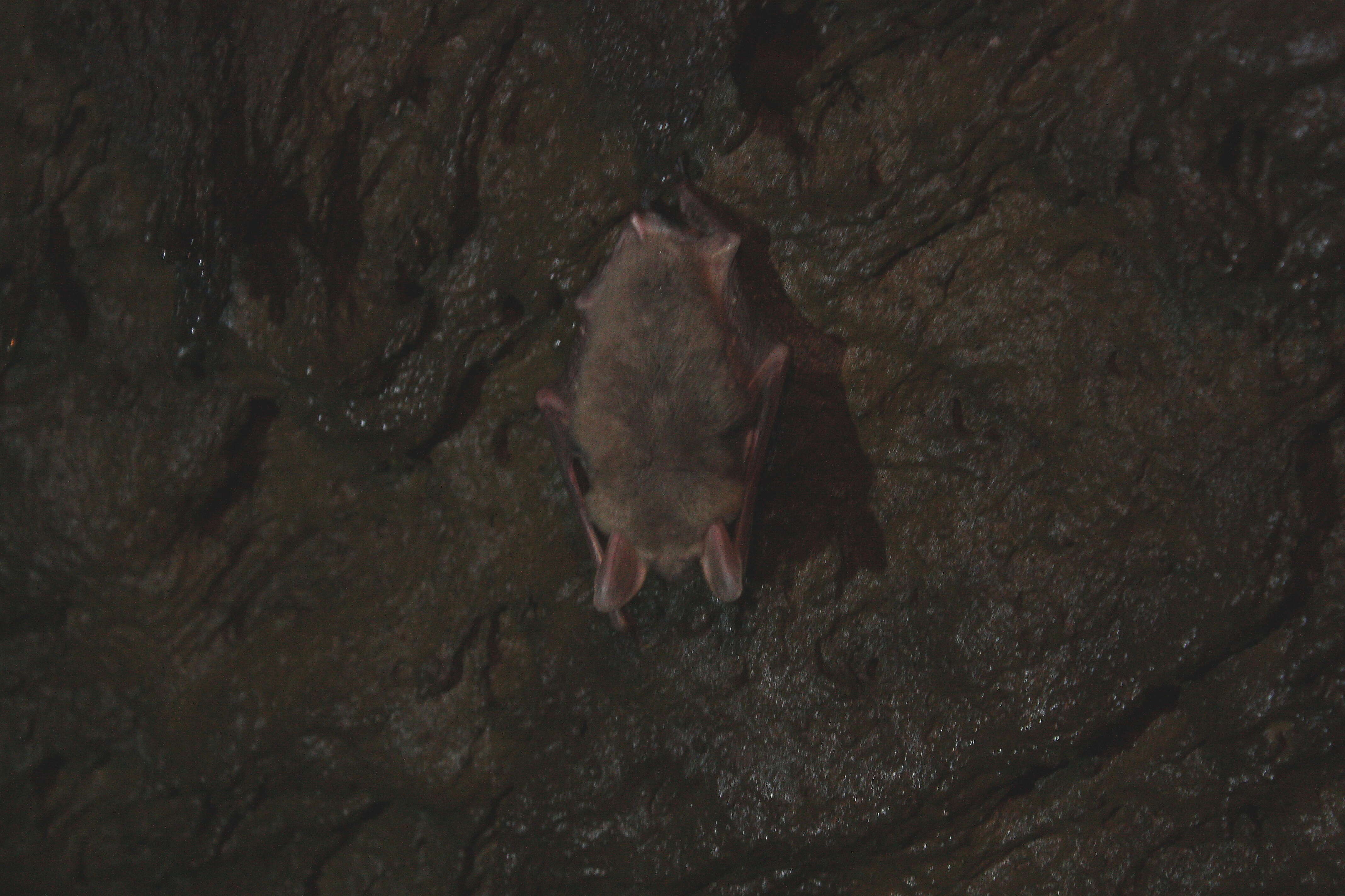 Image of Greater Mouse-eared Bat