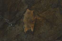 Image of Greater Mouse-eared Bat