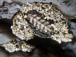 Image of Mossy chiton