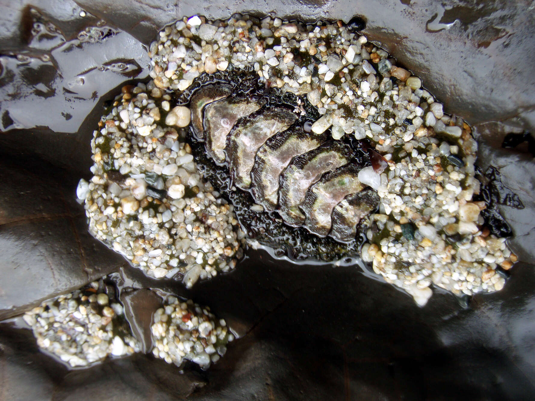 Image of Mossy chiton