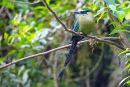 Image of Andean Motmot