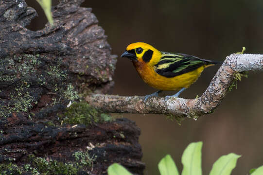 Image of Golden Tanager