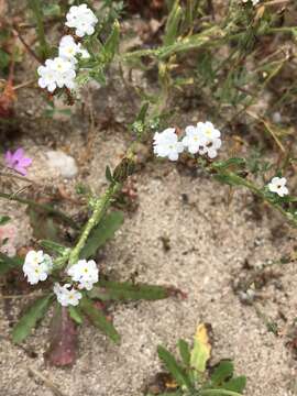 Plancia ëd Cryptantha clevelandii Greene