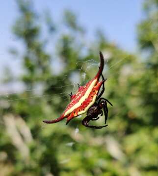 Image of Gasteracantha falcicornis Butler 1873