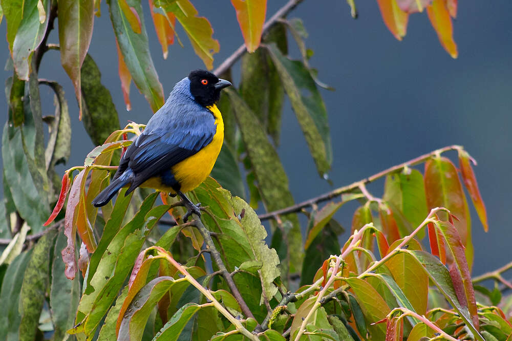 Image of Hooded Mountain Tanager