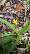 Sivun Hypoxis decumbens L. kuva