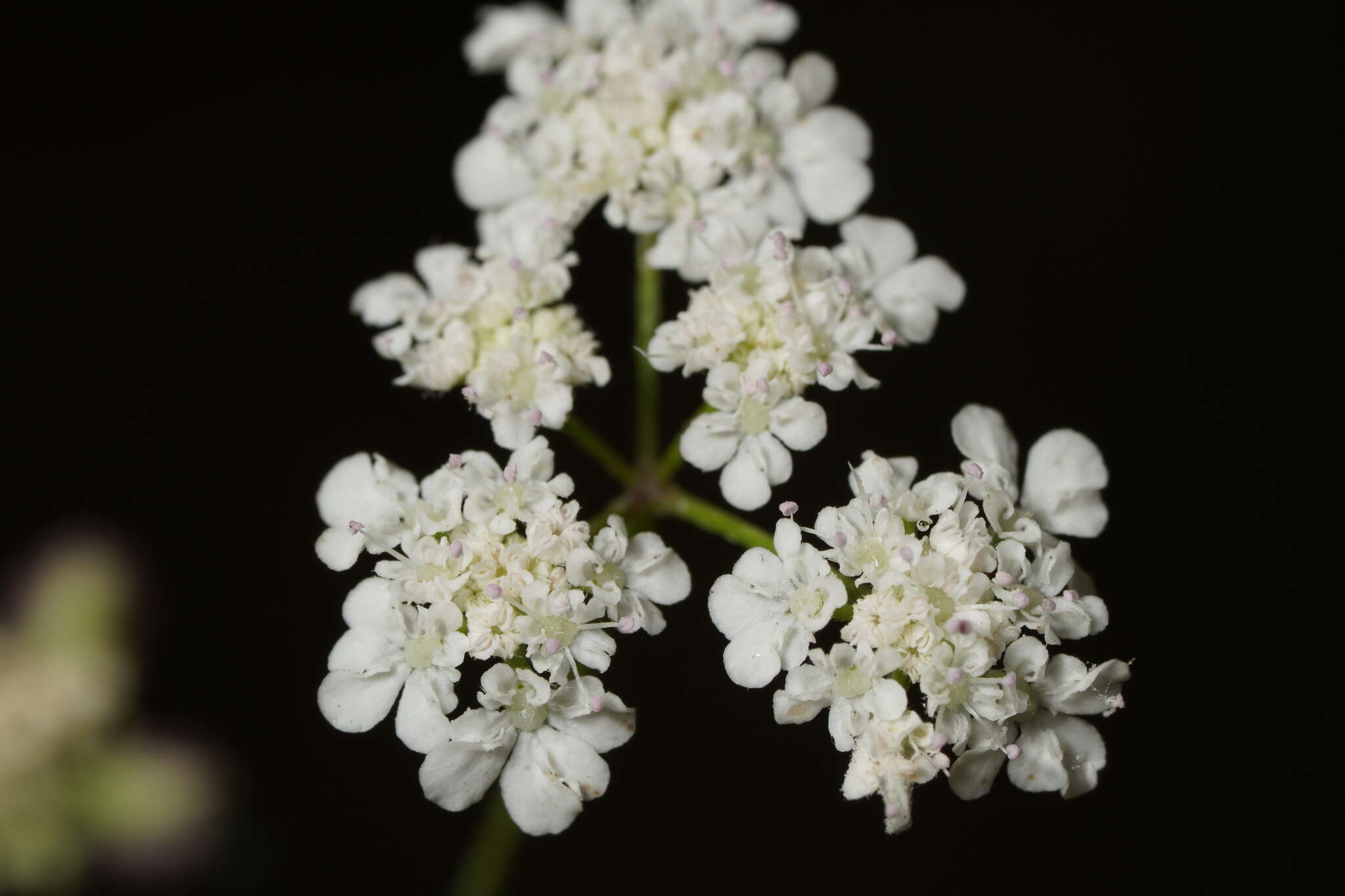 صورة Synelcosciadium carmeli (Labill.) Boiss.