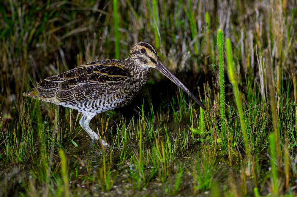 Gallinago undulata (Boddaert 1783)的圖片