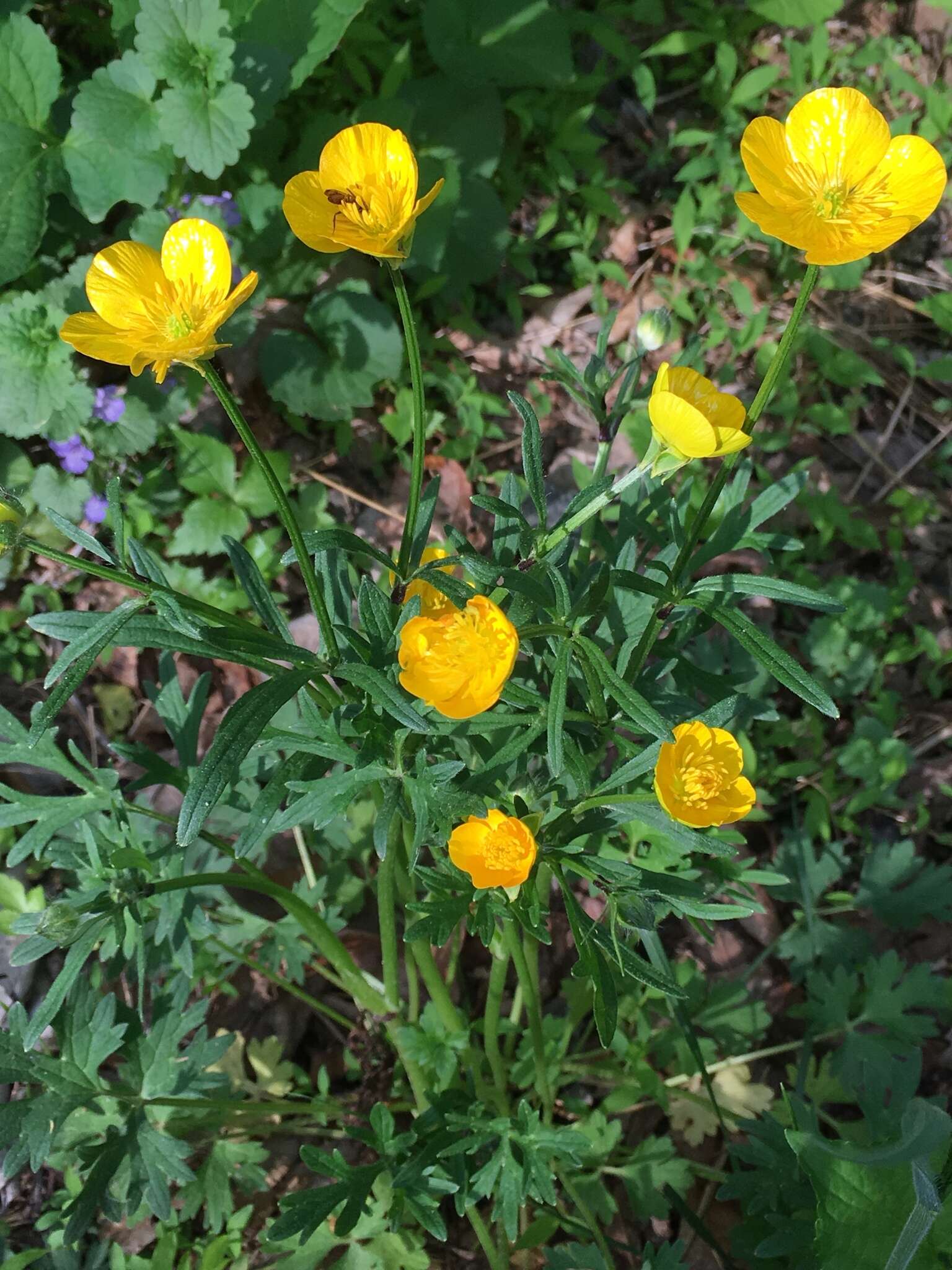 Ranunculus bulbosus L.的圖片