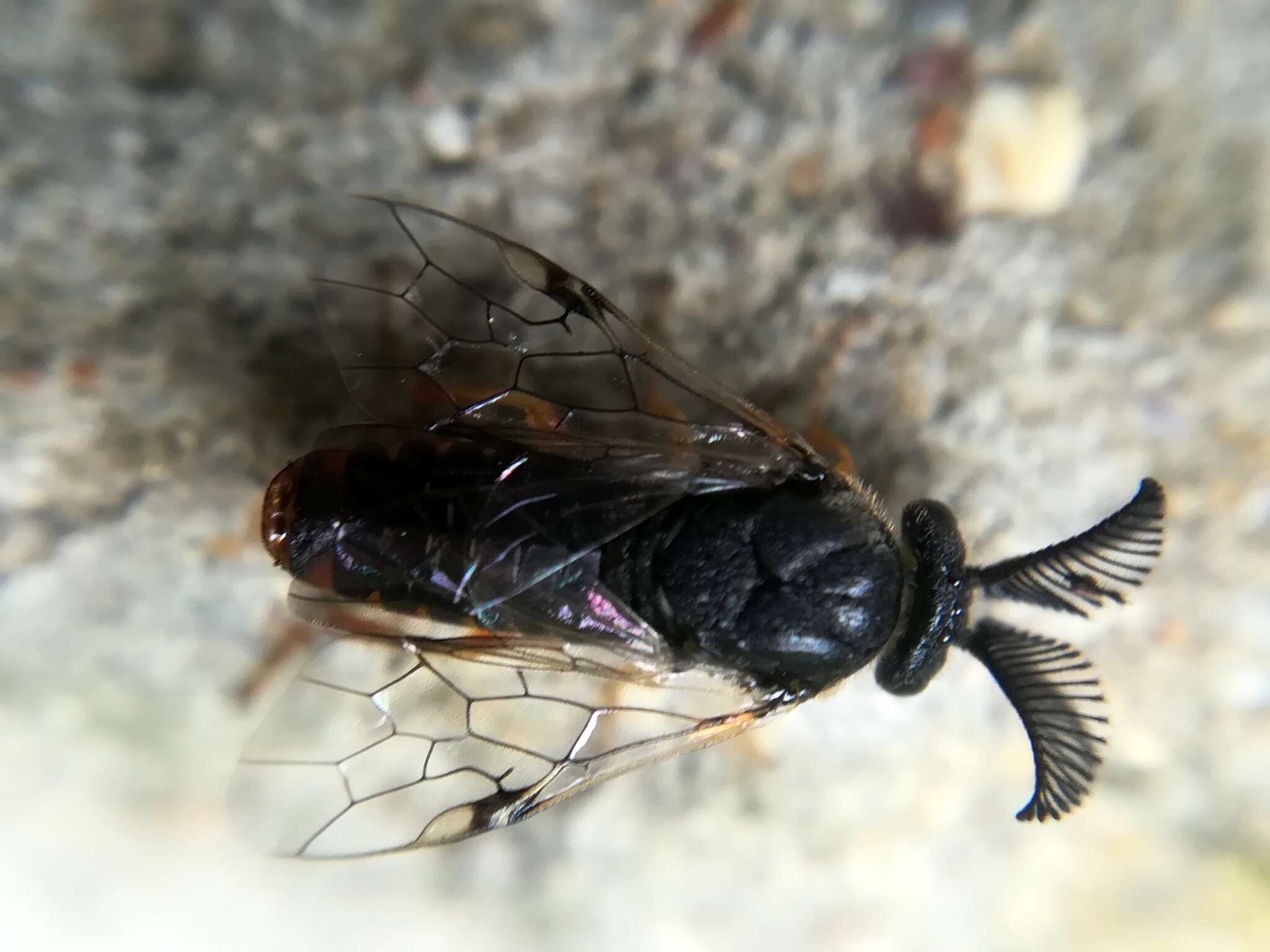 Image of European pine sawfly