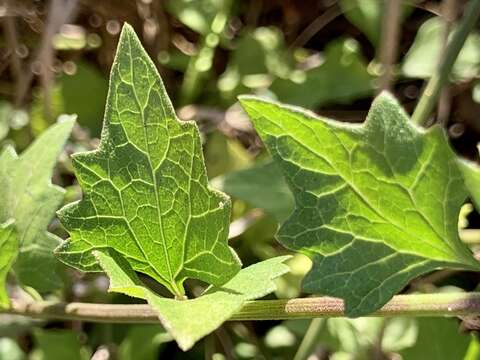 Image of Golden vernonia