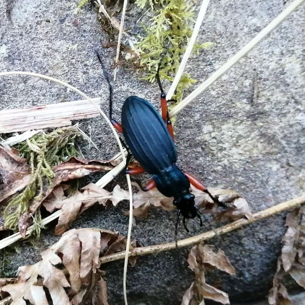 Carabus (Ctenocarabus) galicianus Gory 1839 resmi