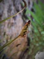 Imagem de Schizaea rupestris R. Br.