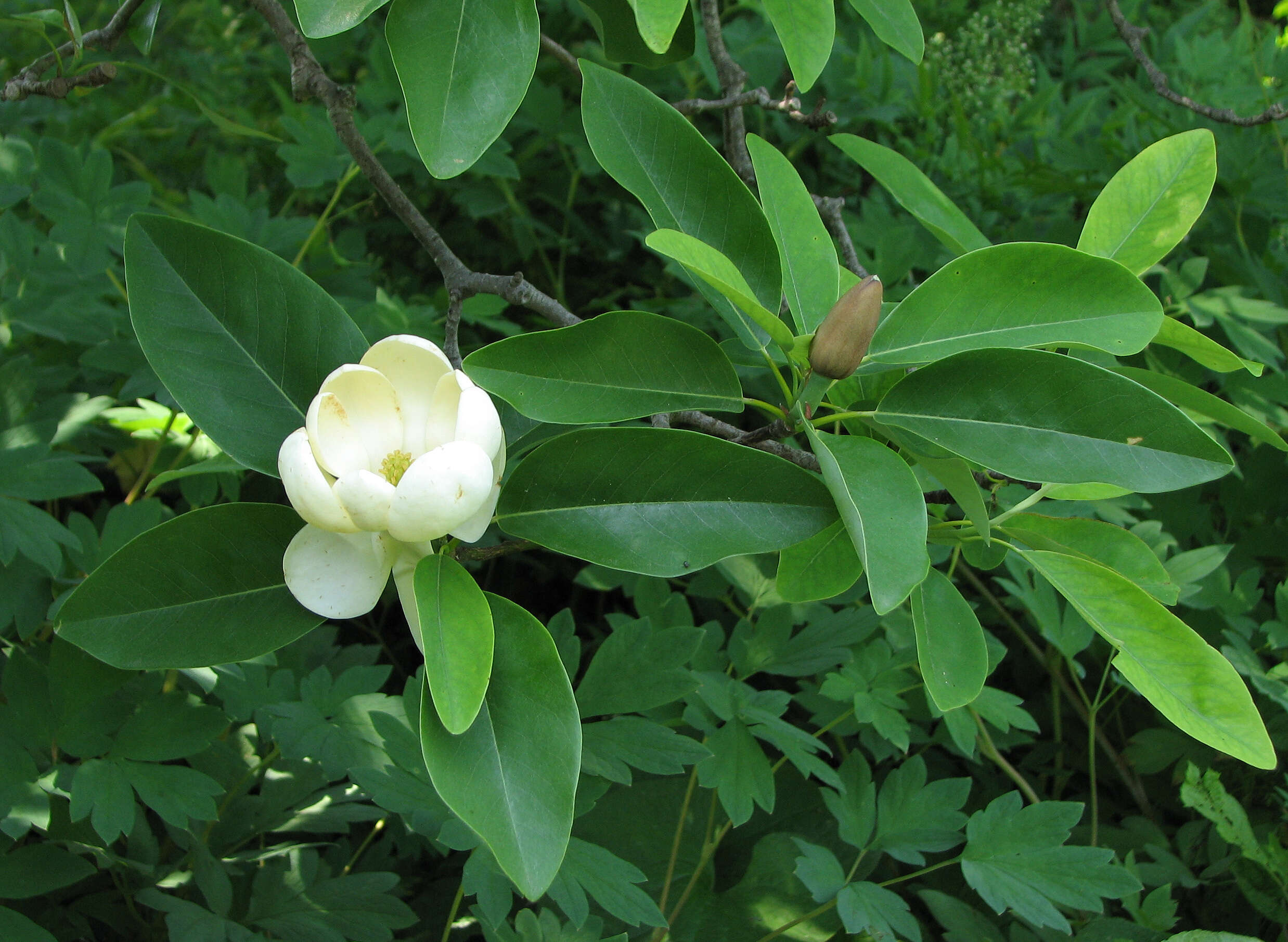 Sivun Magnolia virginiana L. kuva