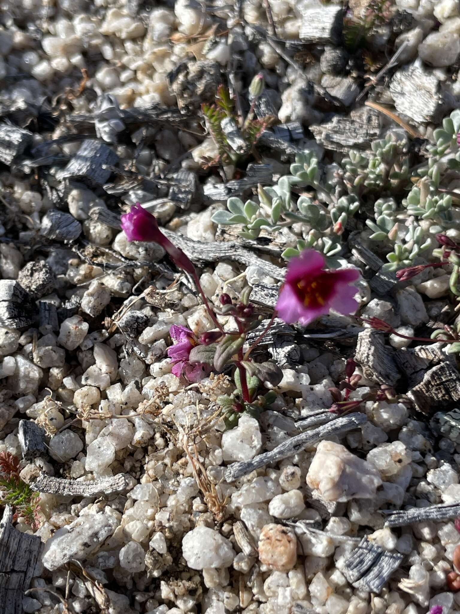 Erythranthe purpurea (A. L. Grant) N. S. Fraga resmi