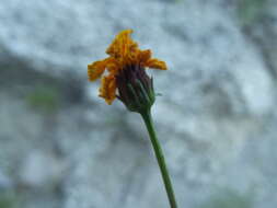 Image of Bidens nudata Brandeg.