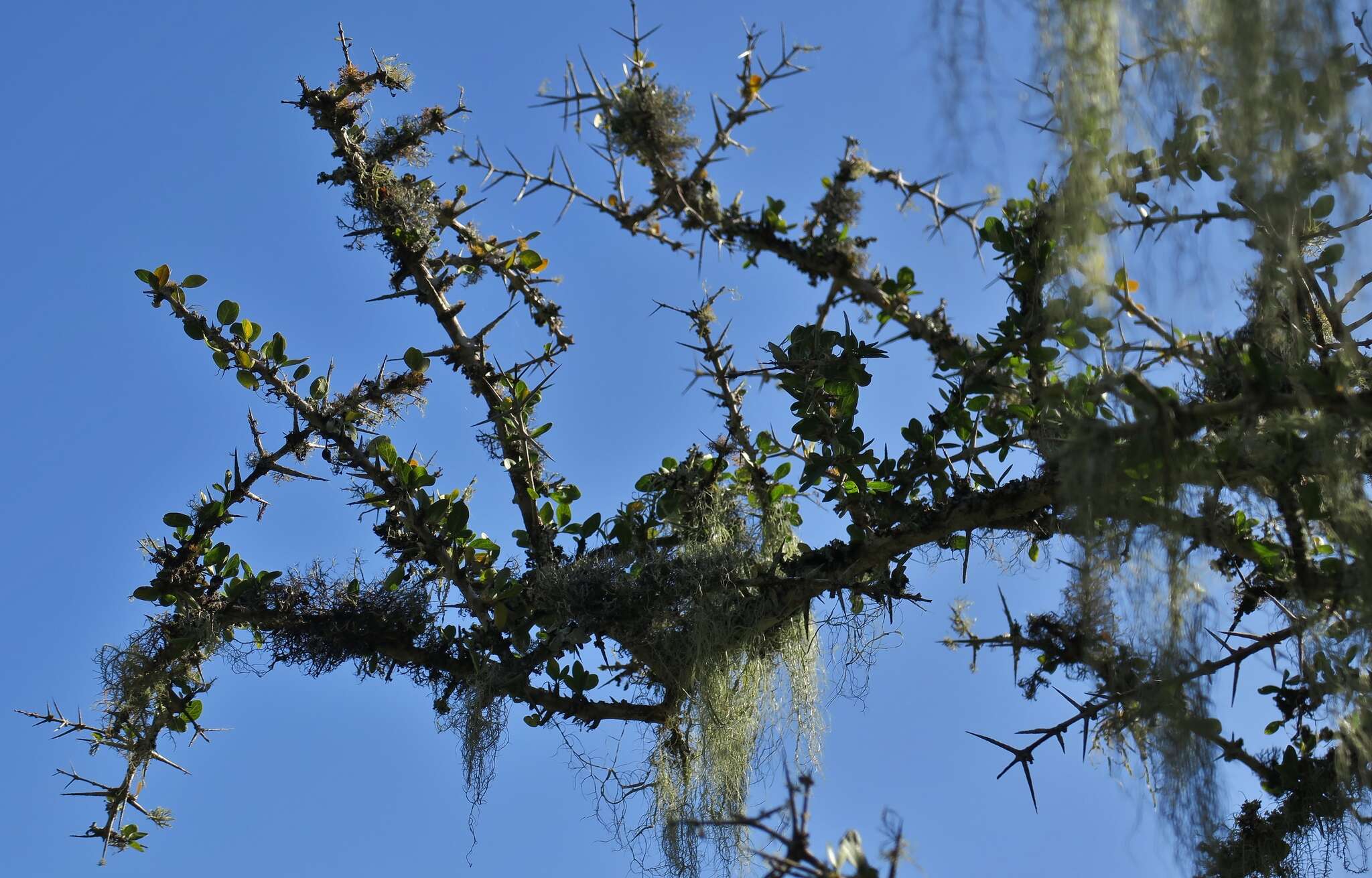 Image of Canthium spinosum (Klotzsch ex Eckl. & Zeyh.) Kuntze