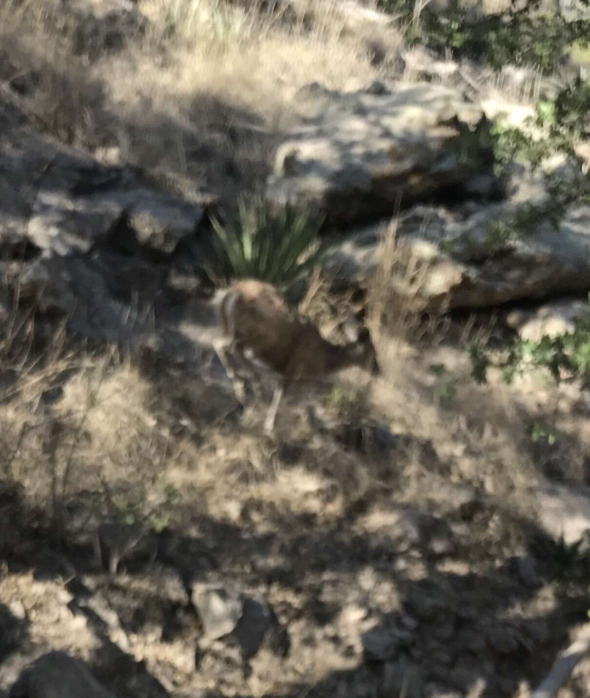 Image of Odocoileus virginianus couesi (Coues & Yarrow 1875)