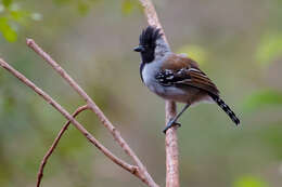 Image of Silvery-cheeked Antshrike