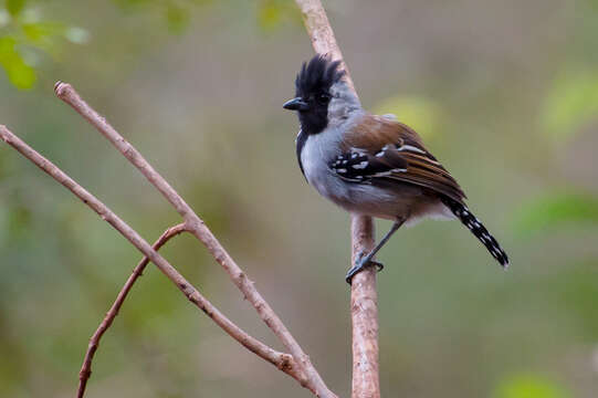 Image of Silvery-cheeked Antshrike