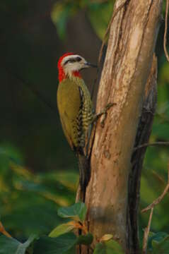 Image of Xiphidiopicus Bonaparte 1854