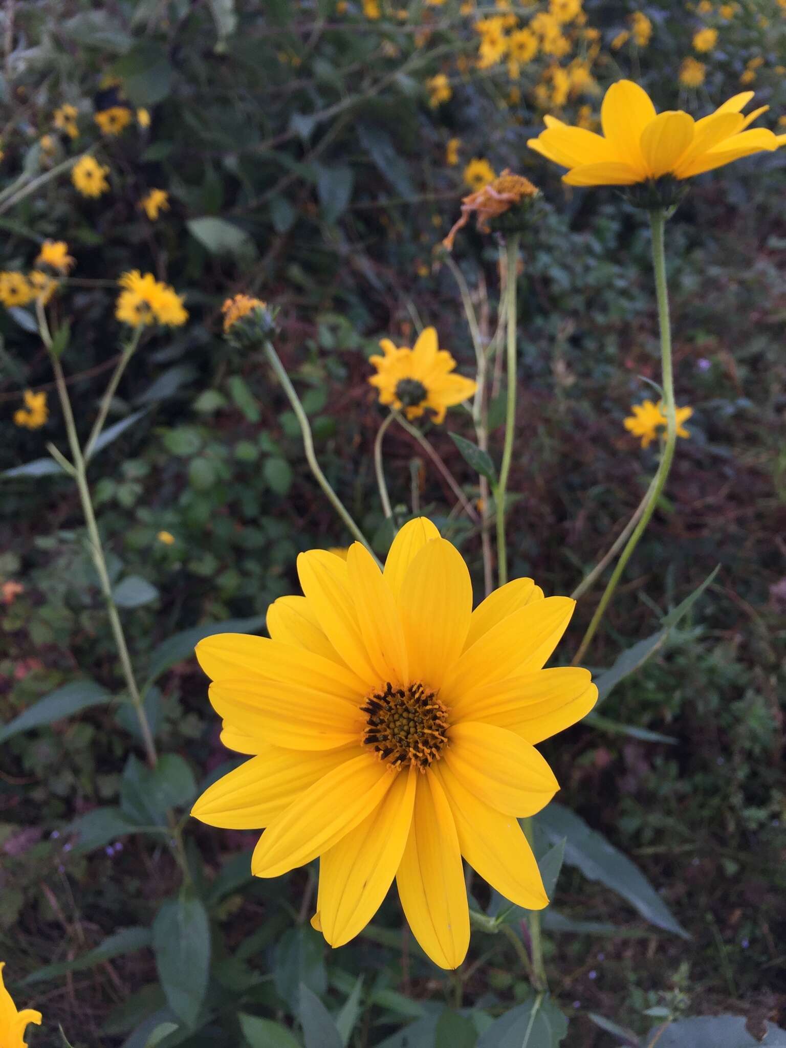 Image of cheerful sunflower