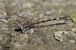 صورة Progomphus borealis McLachlan ex Selys 1873