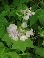 Image of great waterleaf