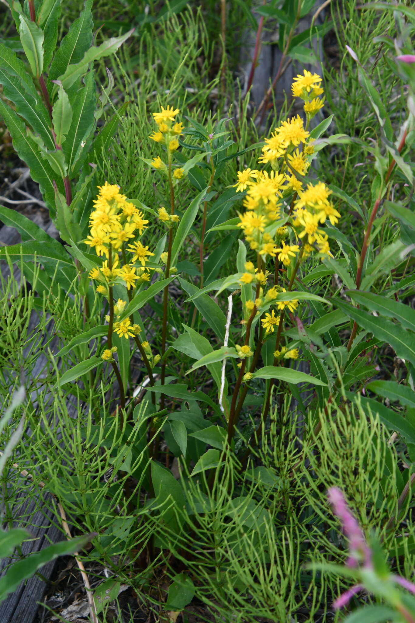 Plancia ëd Solidago virgaurea subsp. lapponica (With.) N. N. Tzvel.