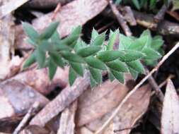 Image of Acrotriche prostrata F. Muell.