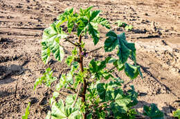 Image of cluster mallow