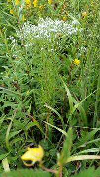 Image of hyssopleaf thoroughwort