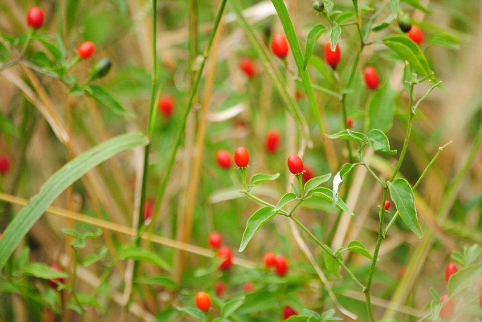 Image of Capsicum chacoense A. T. Hunziker