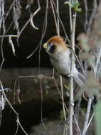 Image of Spot-breasted Parrotbill