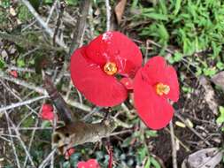 Euphorbia geroldii Rauh resmi