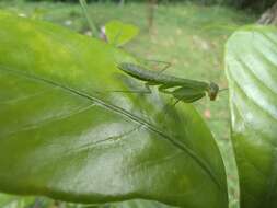 Imagem de Tithrone roseipennis Saussure 1870