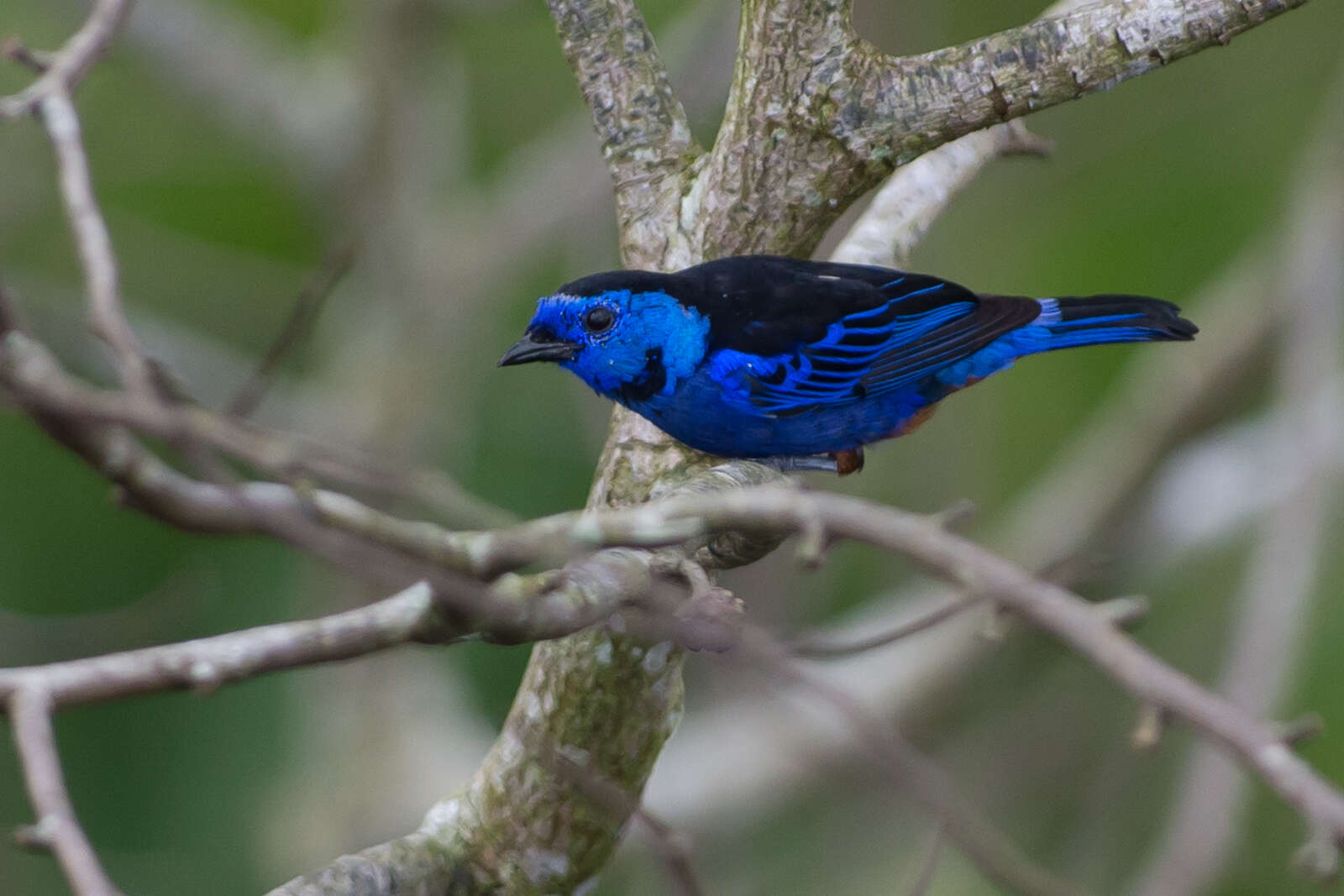 Image of Opal-rumped Tanager